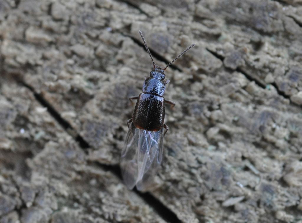 Staphylinidae Omaliinae da identificare